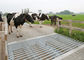 Thiết bị Xử lý Nghề chăn nuôi Gia súc sơn phẳng Bảo vệ Giống gia súc Dễ dàng Lắp đặt